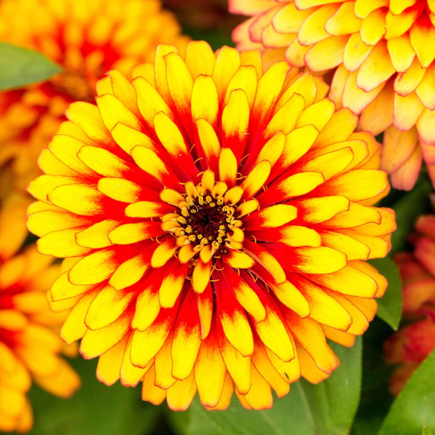 Zinnia Seeds - Swizzle Scarlet & Yellow