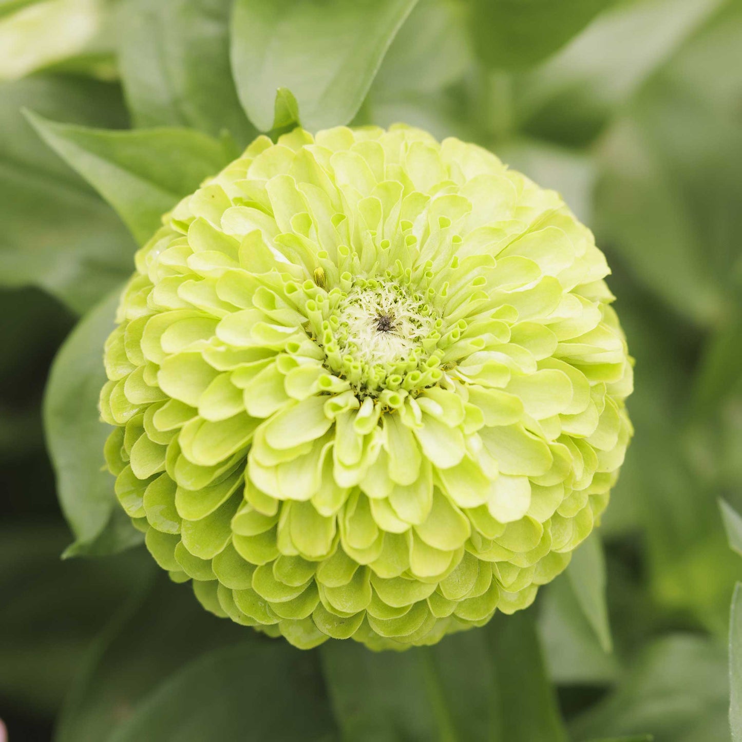 Zinnia Seeds - Tequila Lime