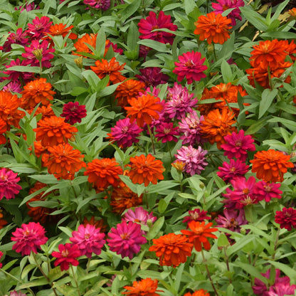 Zinnia Seeds - Zahara Double Cherry & Double Fire