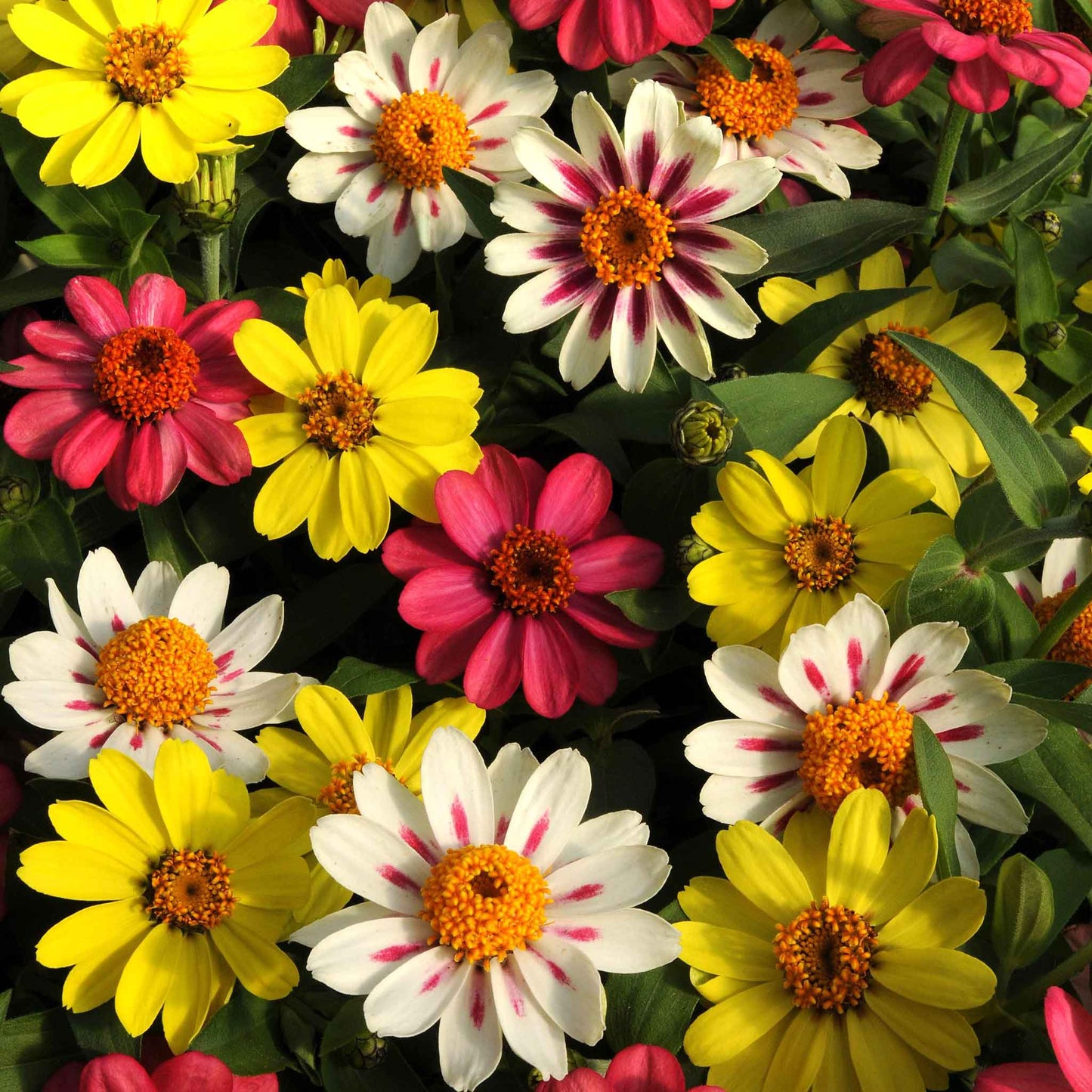 Zinnia Seeds - Zahara Raspberry Lemonade Mix