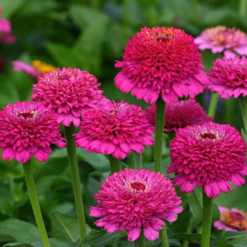 Zinnia Seeds - Zinderella Purple