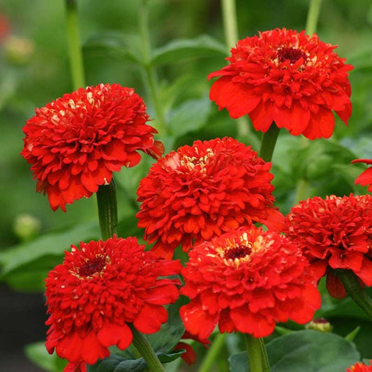 Zinnia Seeds - Zinderella Red