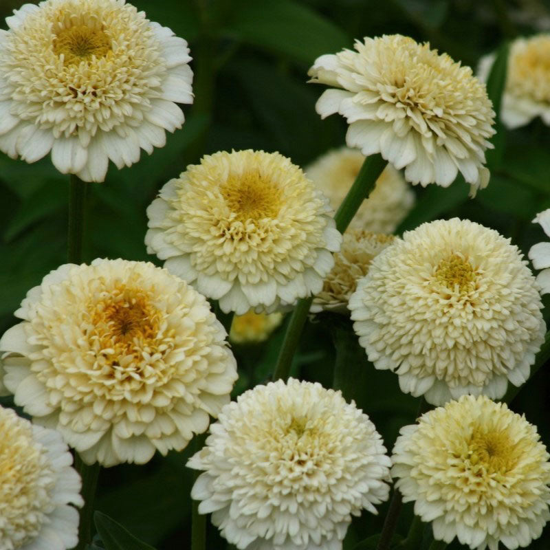 Zinnia Seeds - Zinderella White
