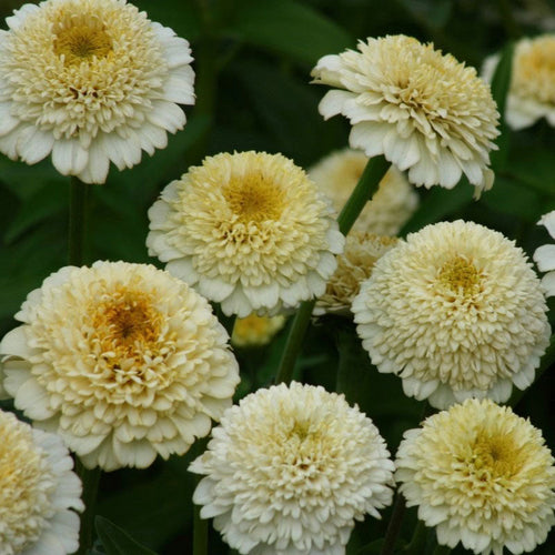 Zinnia Seeds - Zinderella White