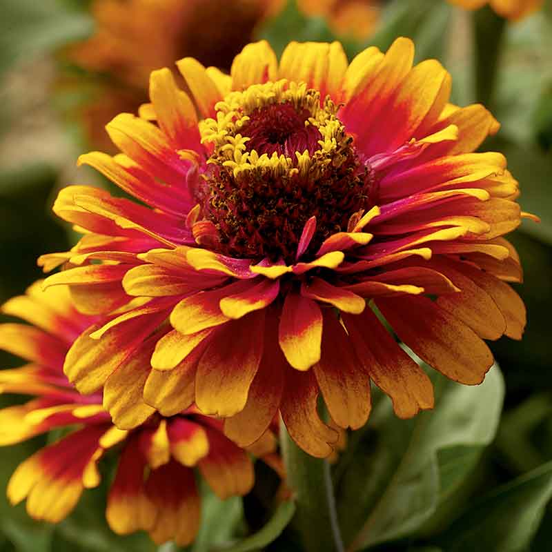 Zinnia Seeds - Zowie Yellow Flame