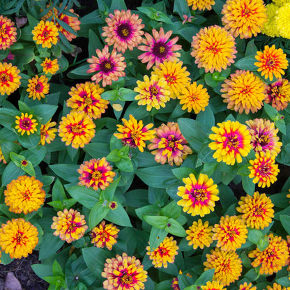 Zinnia Seeds - Zowie Yellow Flame