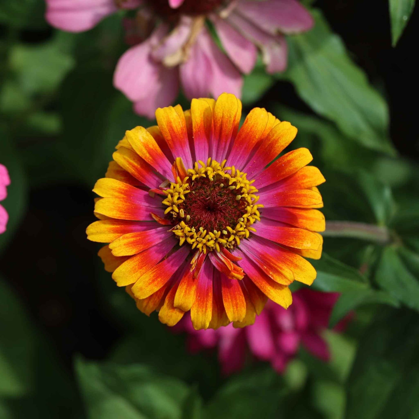 Zinnia Seeds - Zowie Yellow Flame